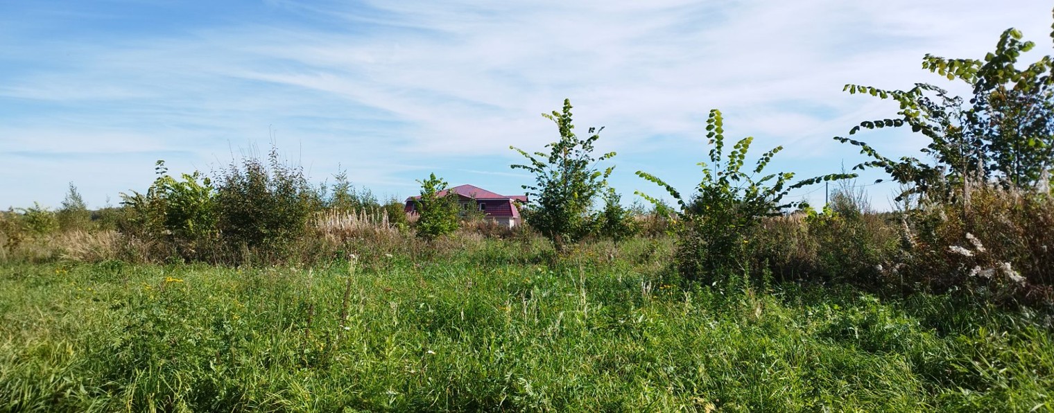 Елена Кшанти