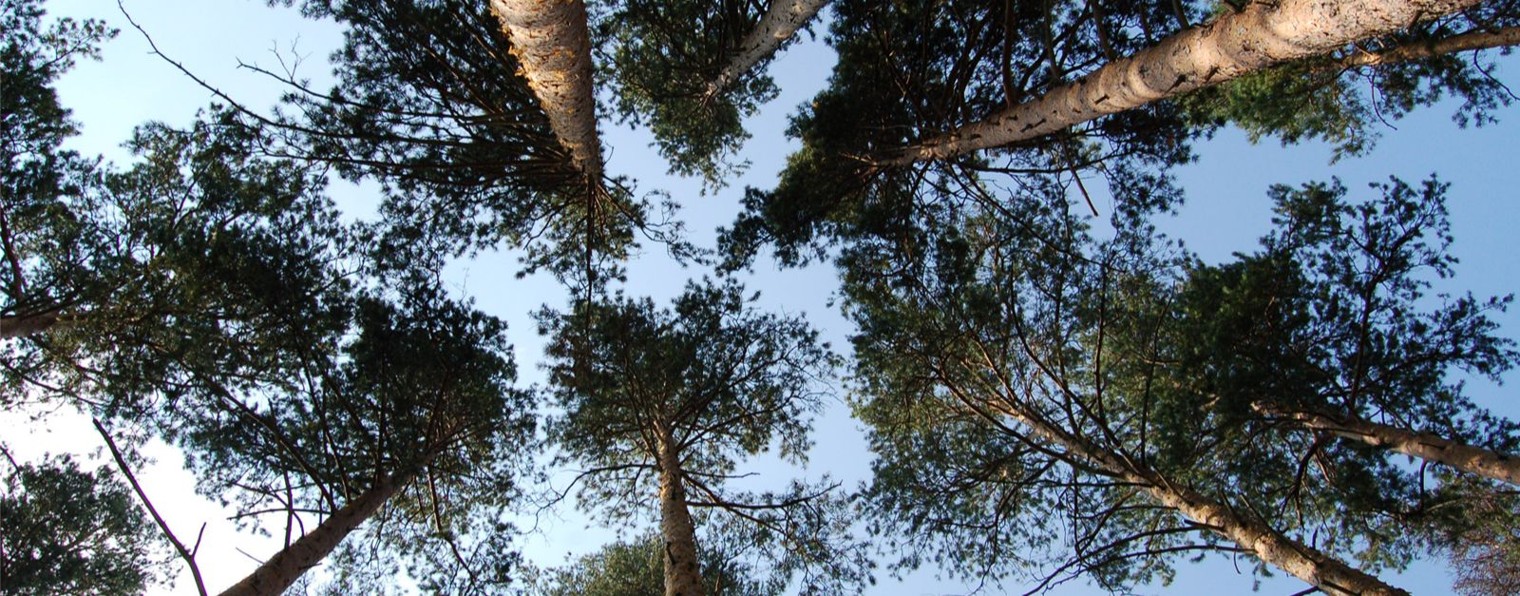 Игорь Котенко - Музыка позднего дождя