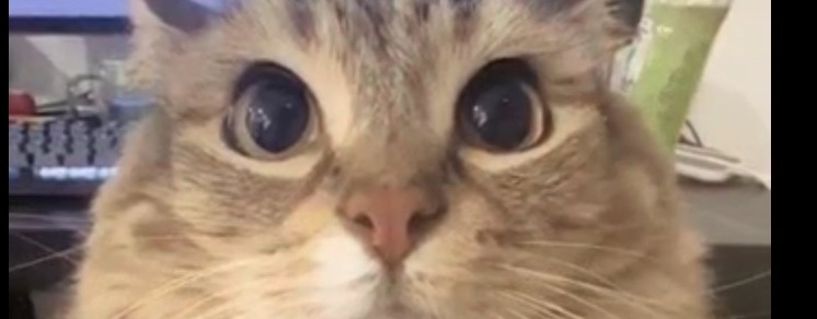 🔵джевин фаза 4🔵  Official