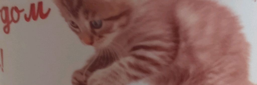 котик Лиза 🐈