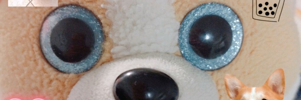 CORGI TB🧡💫🐶