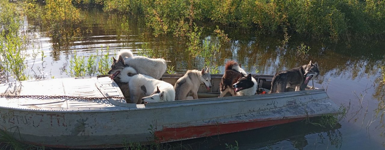ОХОТА В ХМАО С ЛАЙКАМИ И НЕ ТОЛЬКО!......