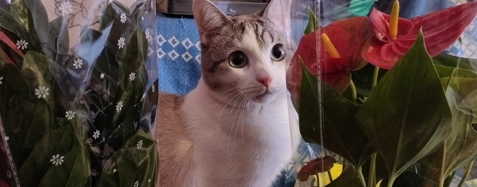 #НашиРадости