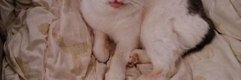 Белуга в мелон плейграунд