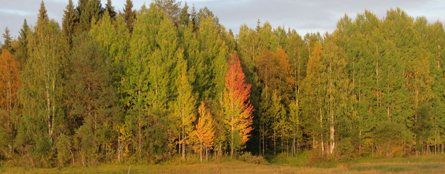 Касевич Вячеслав