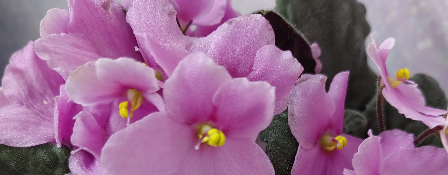 Фиалки и Стрептокарпусы Дубна