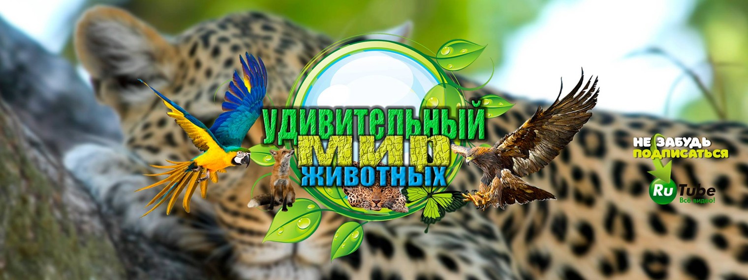 Удивительный мир животных!