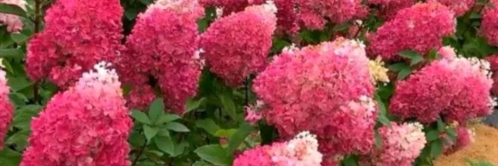 Цветочный сад