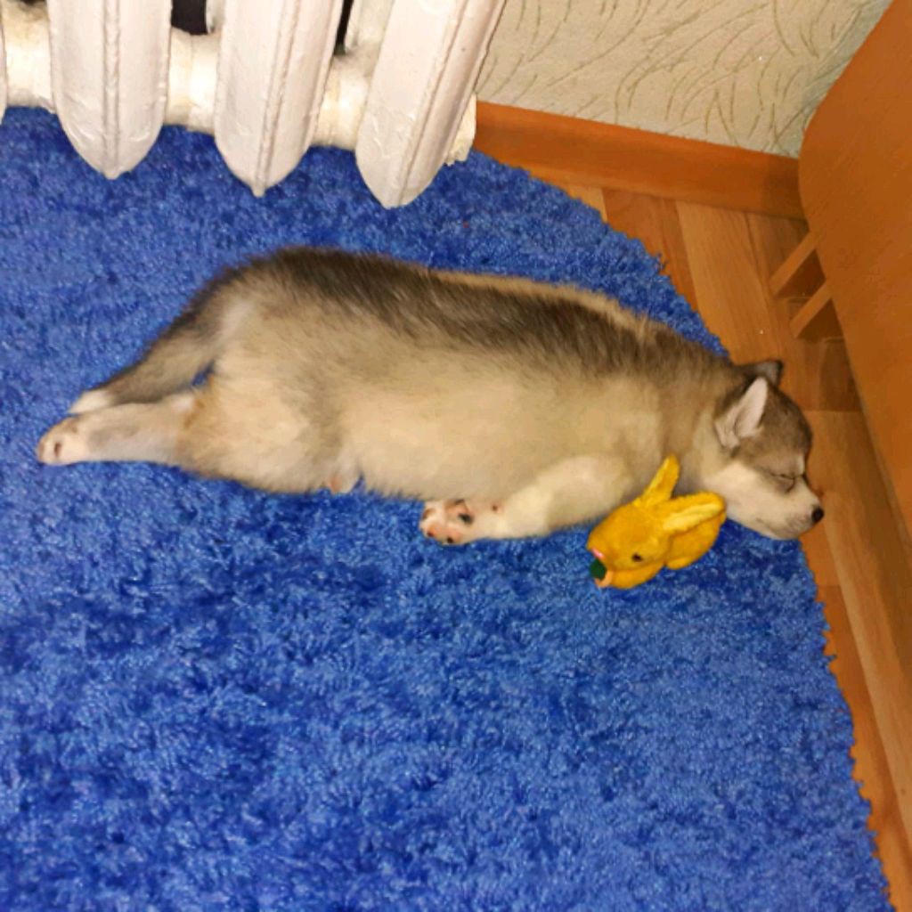 BernardHusky