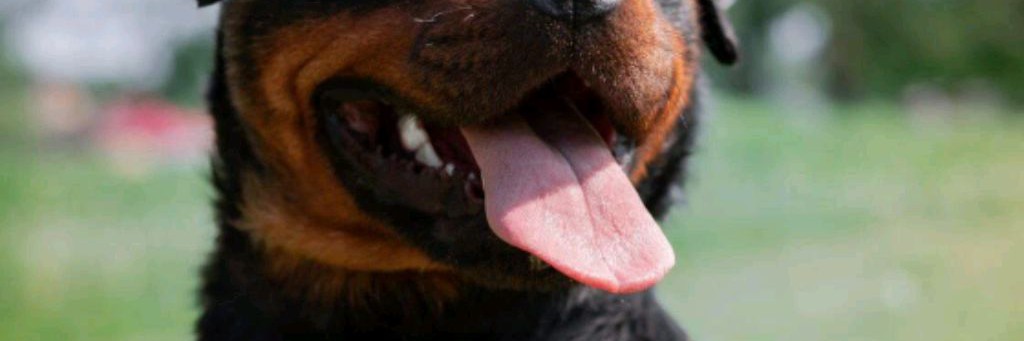 Чистокровные Щенки ротвейлера