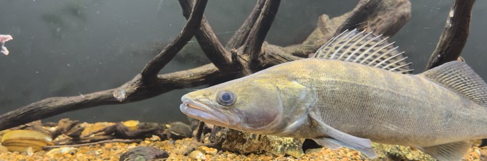 СУДАК В АКВАРИУМЕ