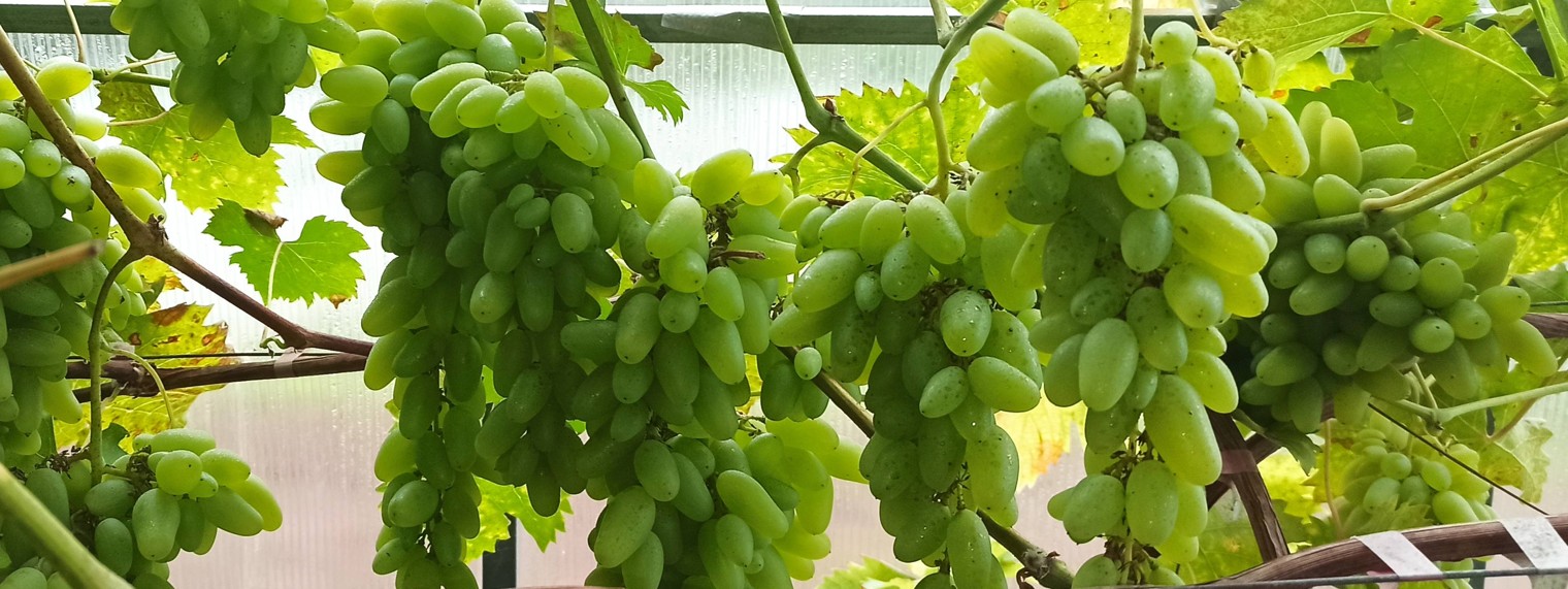 Выращивание винограда в Твери