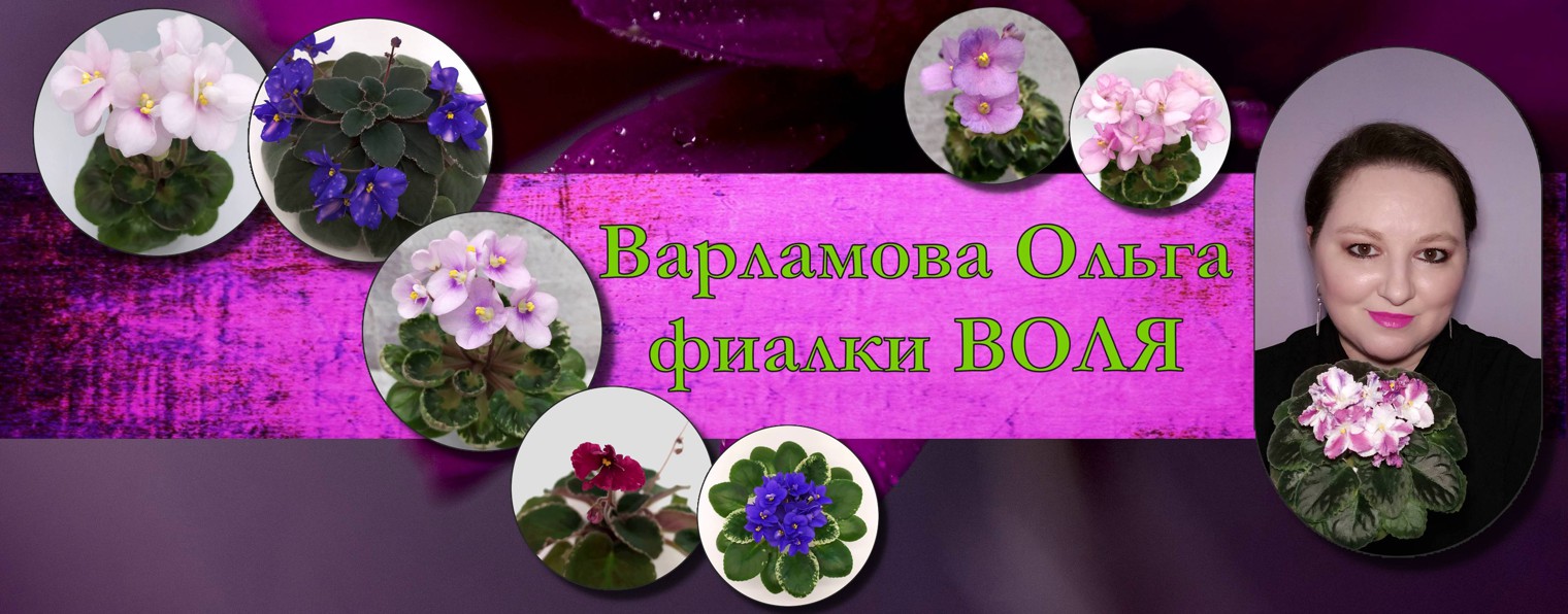 ВОЛЯ - фиалки Ольги Варламовой