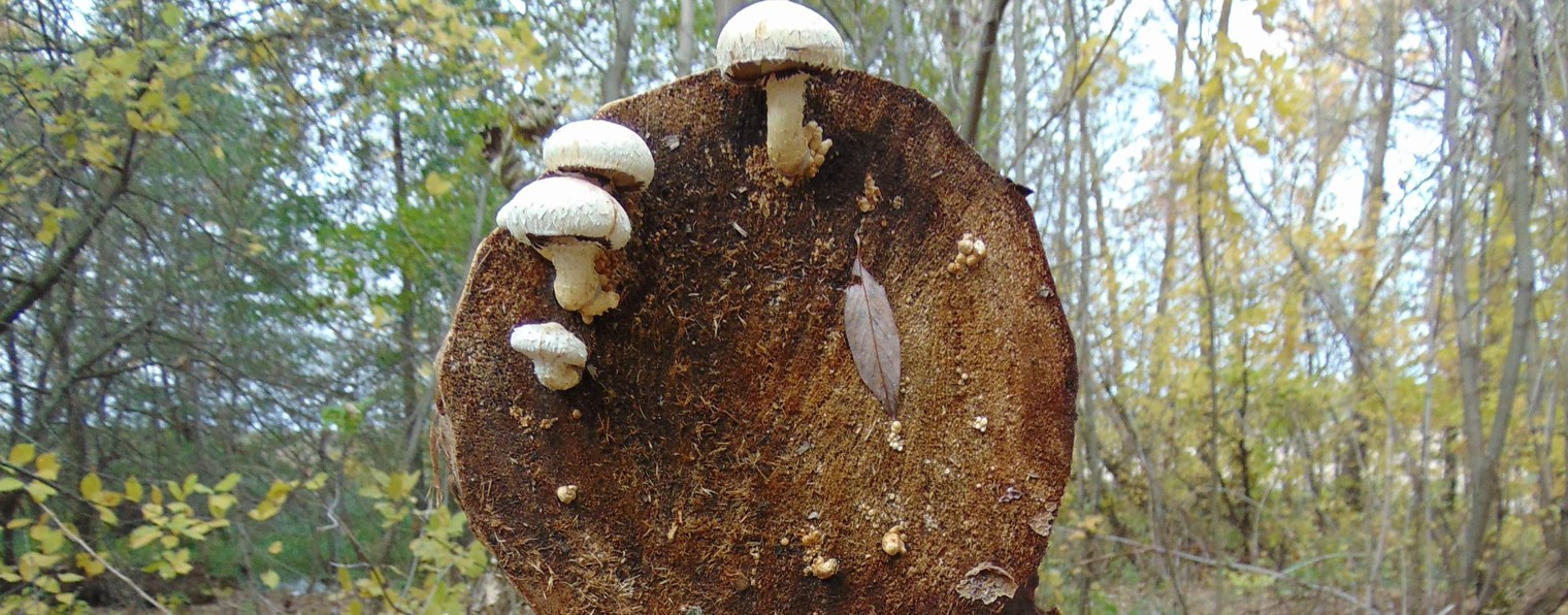 Рок на гуслях