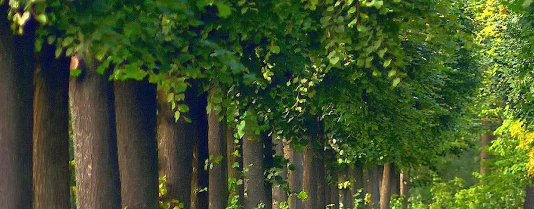 Параскева Мастер