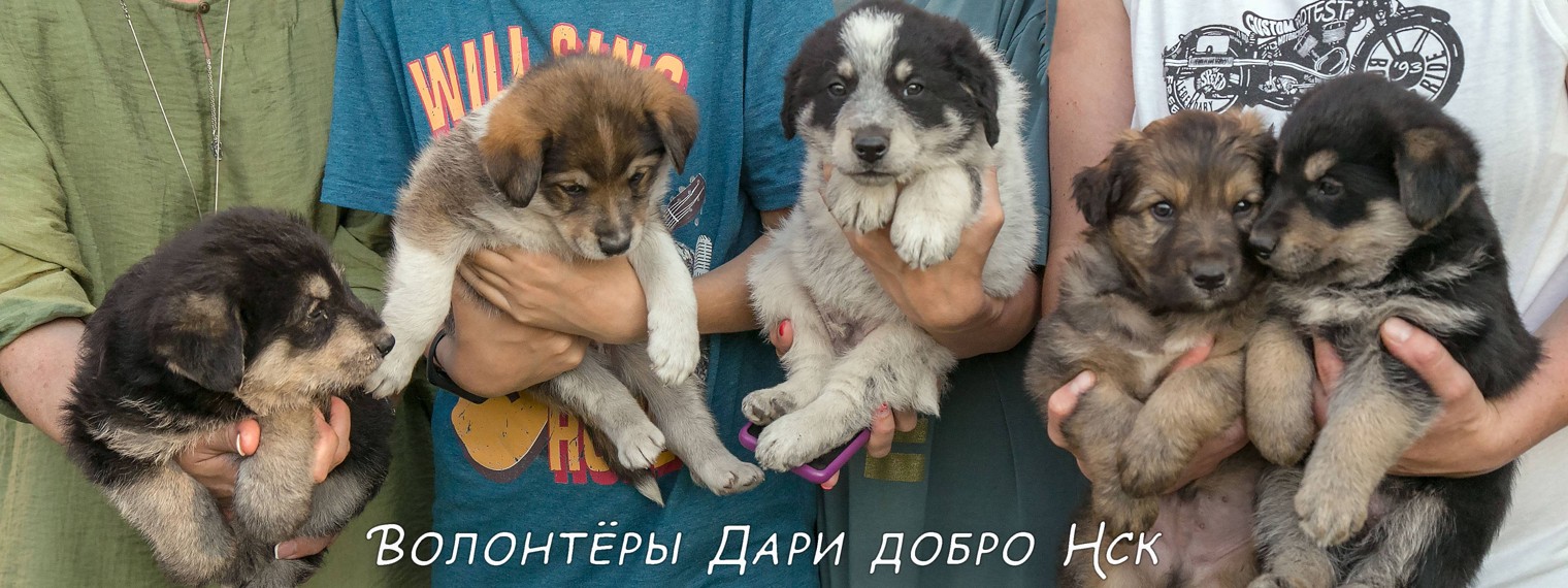 Дари добро Приют для животных Новосибирск