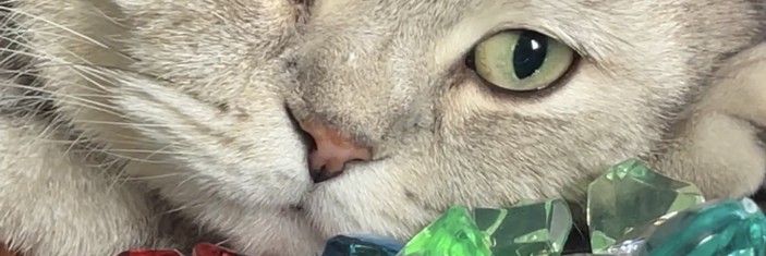 Кот Марсик Брутальный шотландец