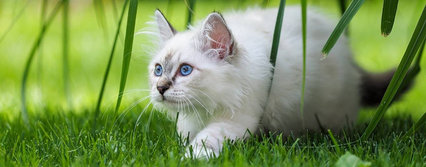 Рутуб кошки. Белые котики с синими глазками на Поляне. Котики с голубыми глазами на зеленой траве заставку. Трава для кошек. Обои на телефон с котятами с голубыми глазами с белыми котятами.