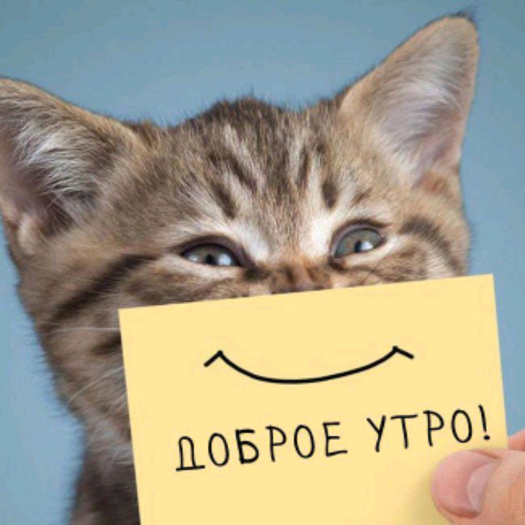 кот порвал бумагу. кот с бумагами. котики со смешными мордочками. смешные коты с бумагами. кот рвет туалетную бумагу.