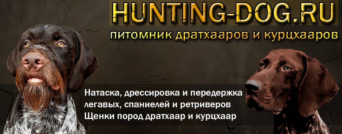 Hunting-dog — питомник охотничьих собак