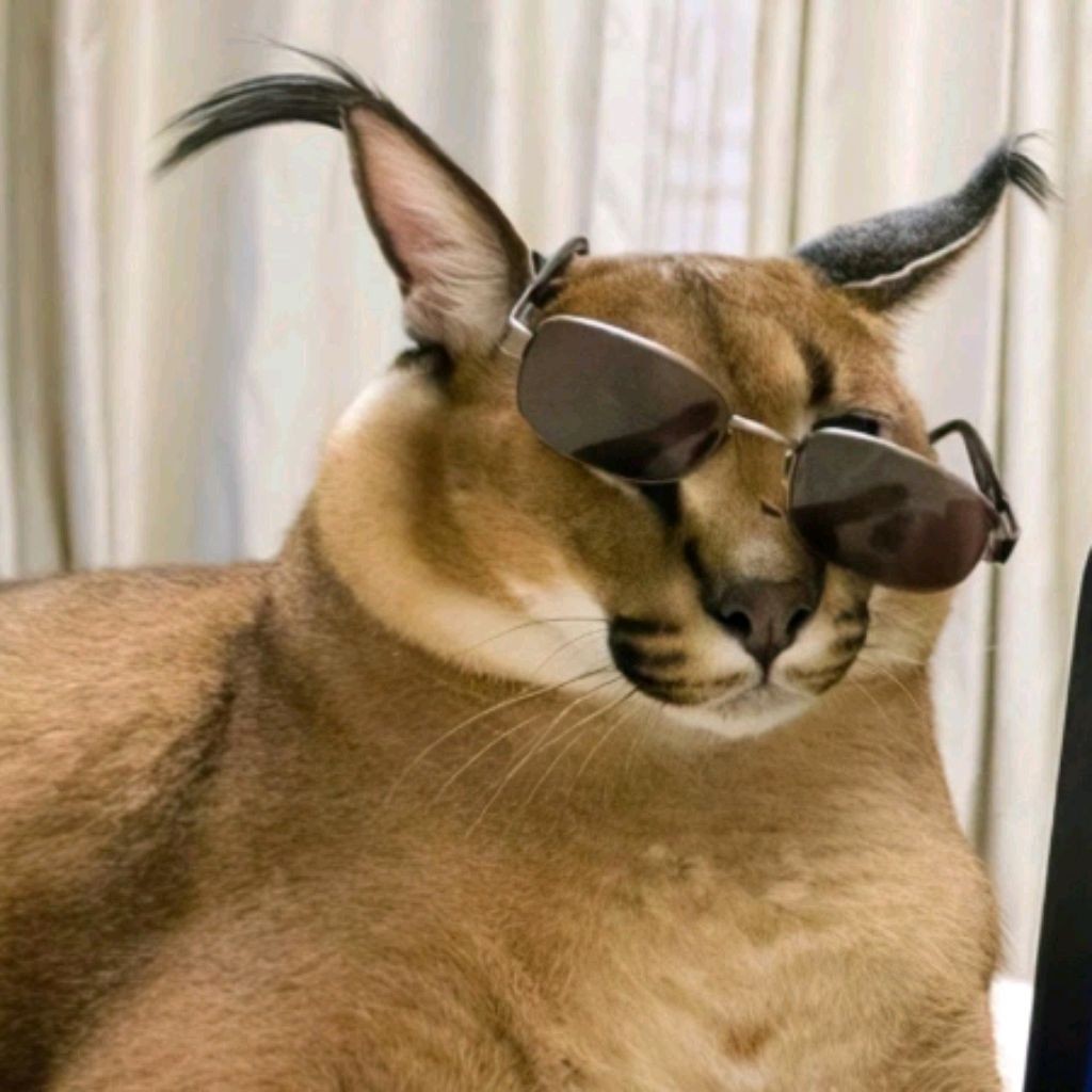 Кот шлепы