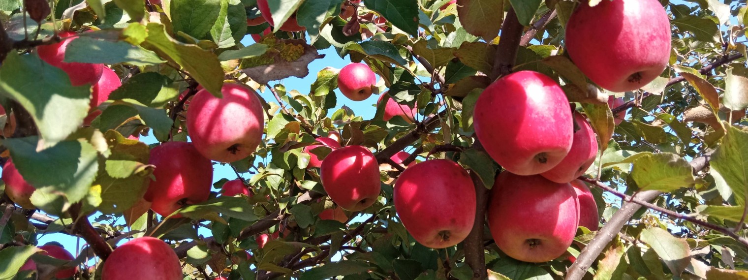 Виталий Брыкин. Яблоневый сад в Башкирии