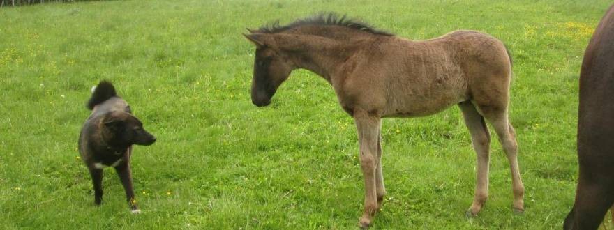 КД Талисман