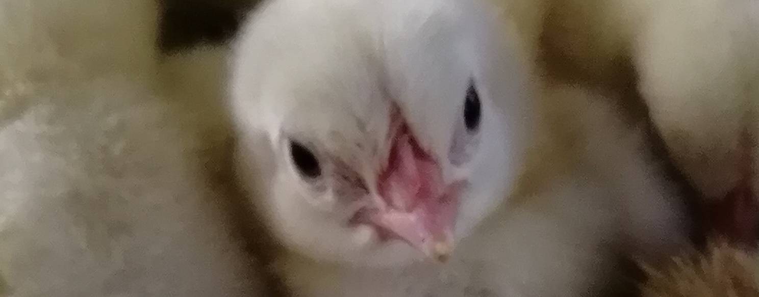 Сельская жизнь. Алтай.