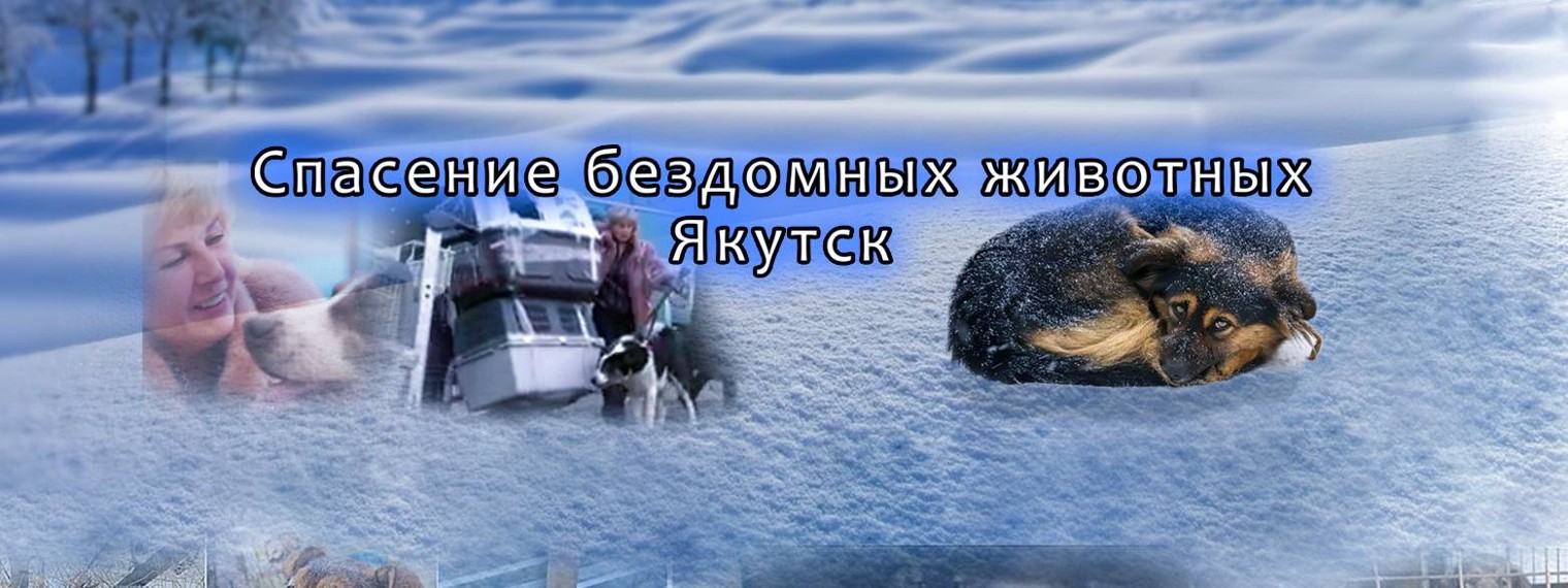 Спасение бездомных животных Якутск