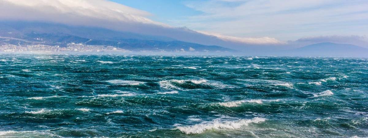 Черноморская чайка