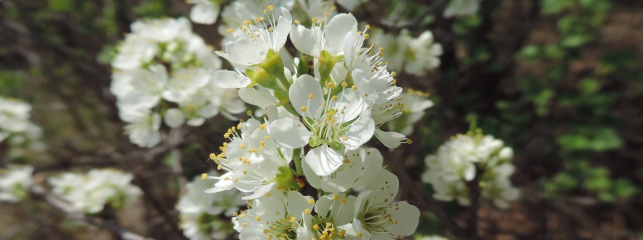 Плодовый и ягодный сад