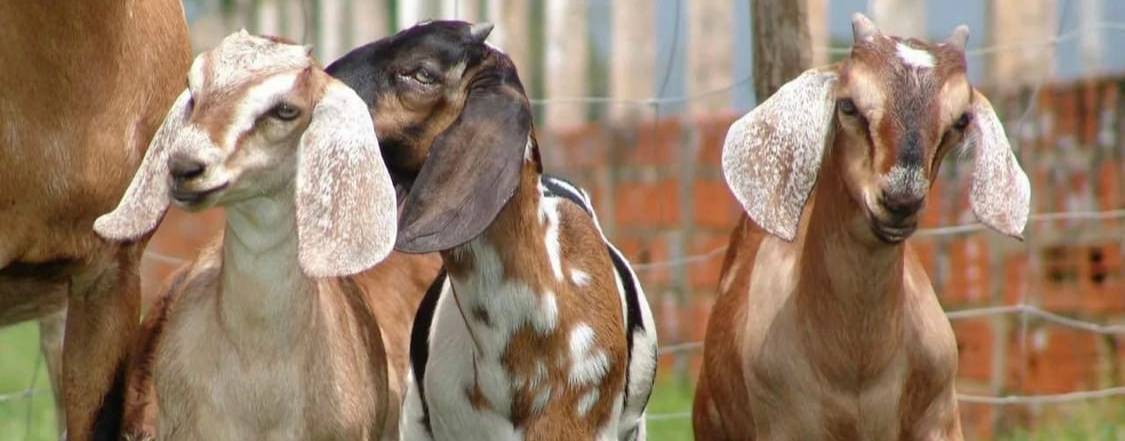 Удачный фермер