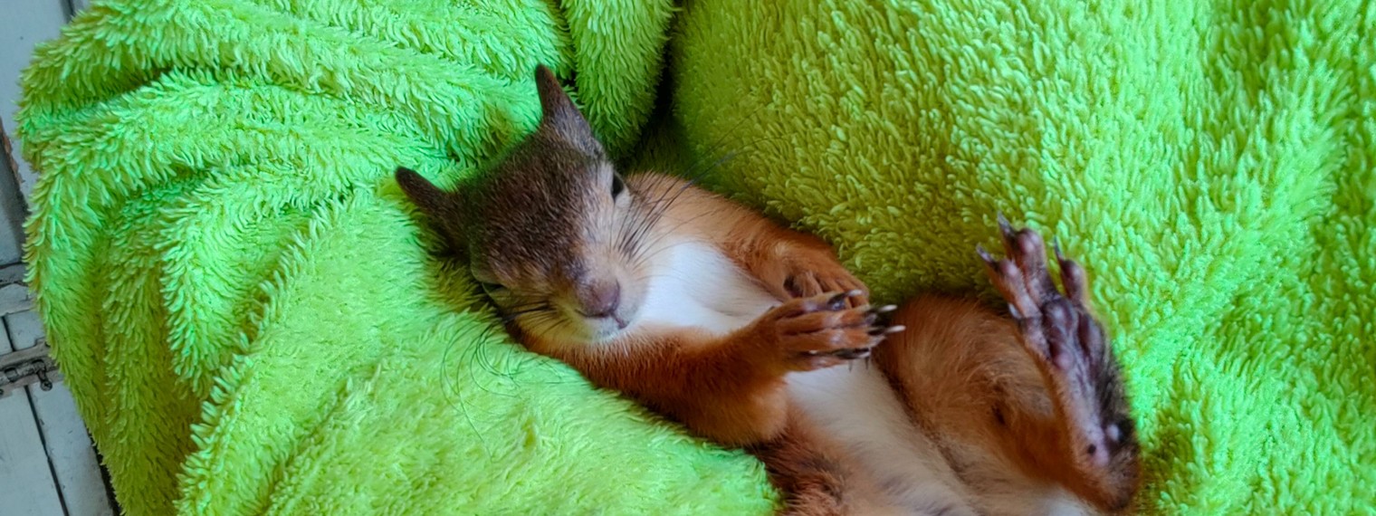 Домашняя белочка Сёмочка (девочка)