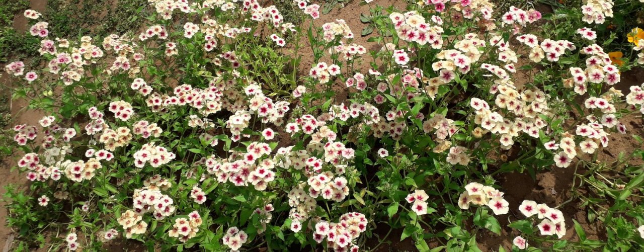 Пёс Фёдор и все, все, все