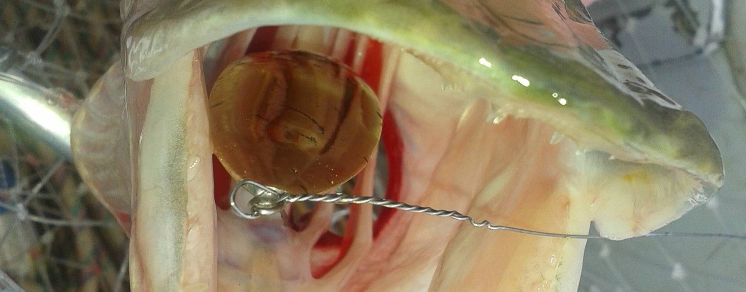 Winterlures