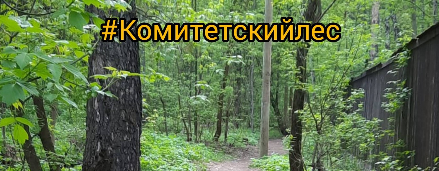 КомитетскийЛесКоролёв