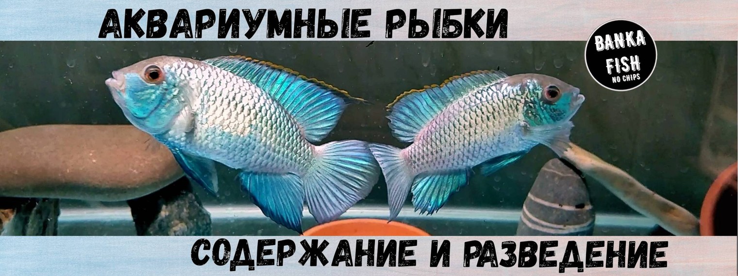 BANKA fish