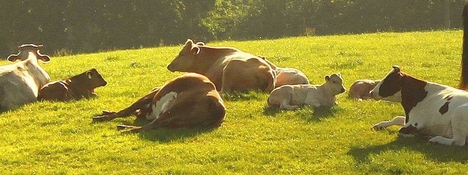 Молочные реки и моё шитьё!