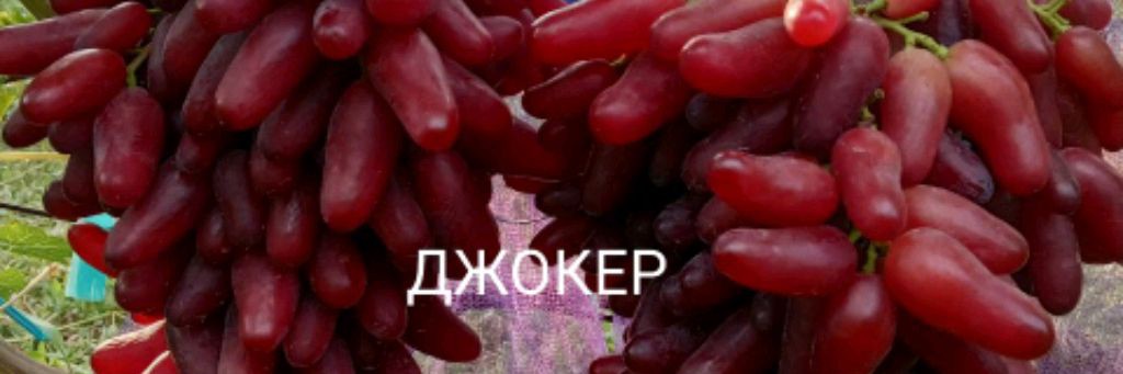 Виноградник Щереденкова В. А