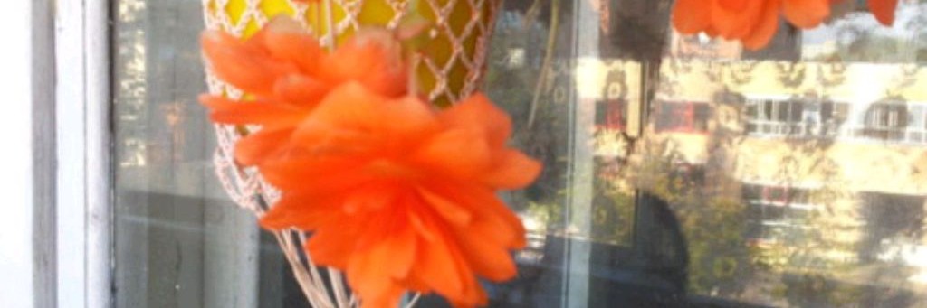 Оранжерея ОАО "Ингрид"