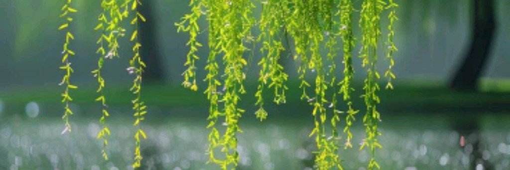 Асахи Шиина