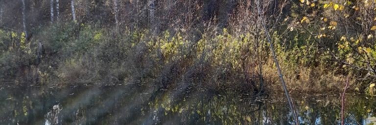 ЛЕСНАЯ ДАЧА