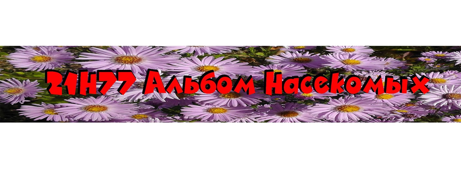 21Н77 Альбом Насекомых