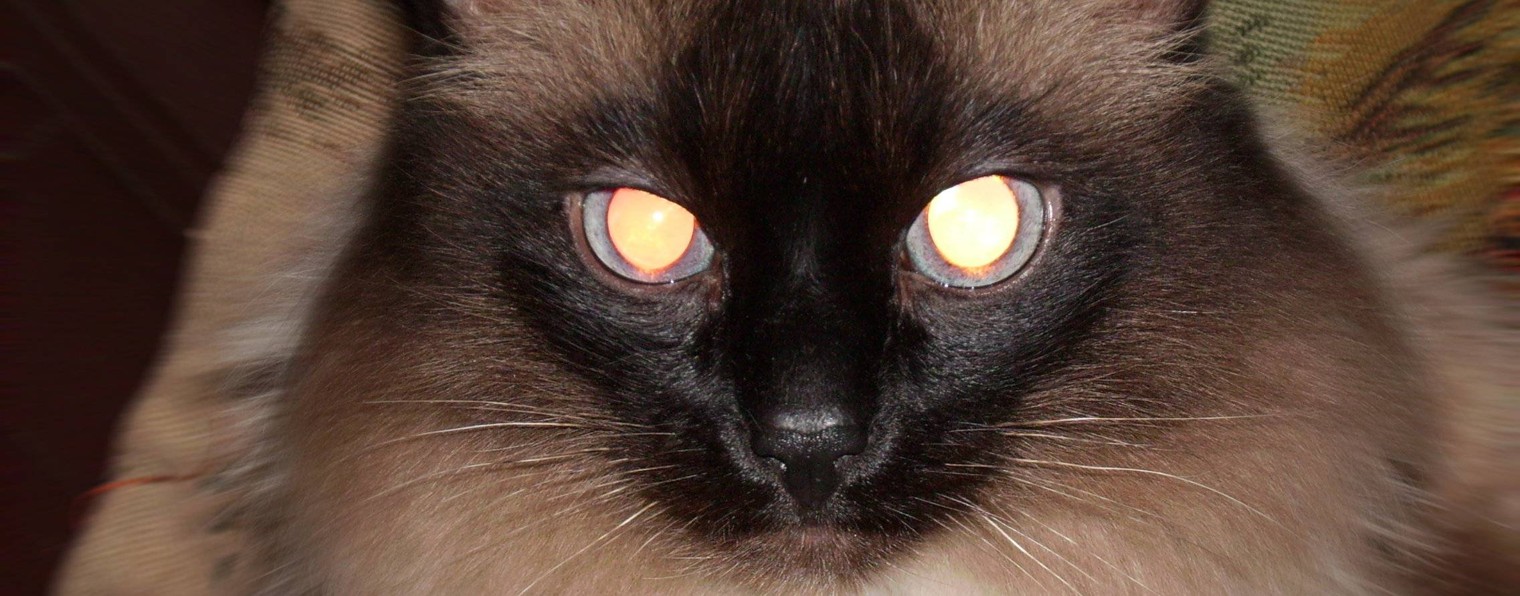 Dmitlas