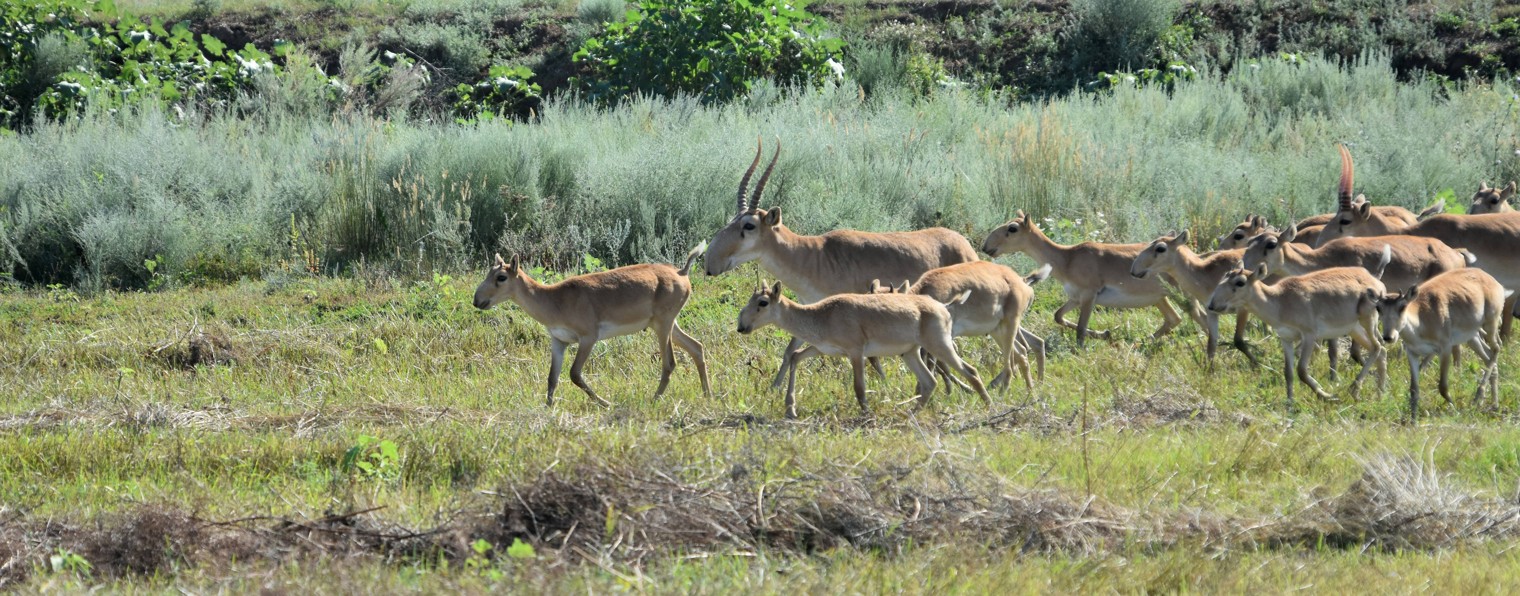 Мир за околицей