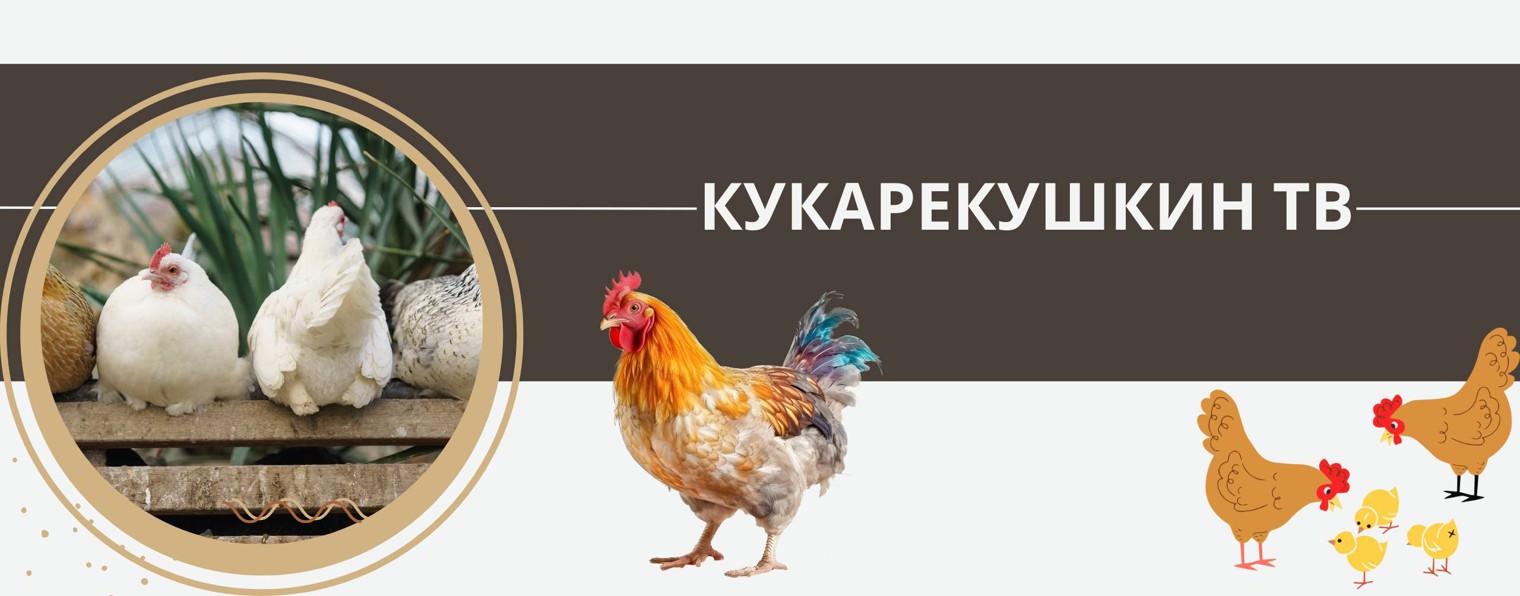 Кукарекушкин ТВ