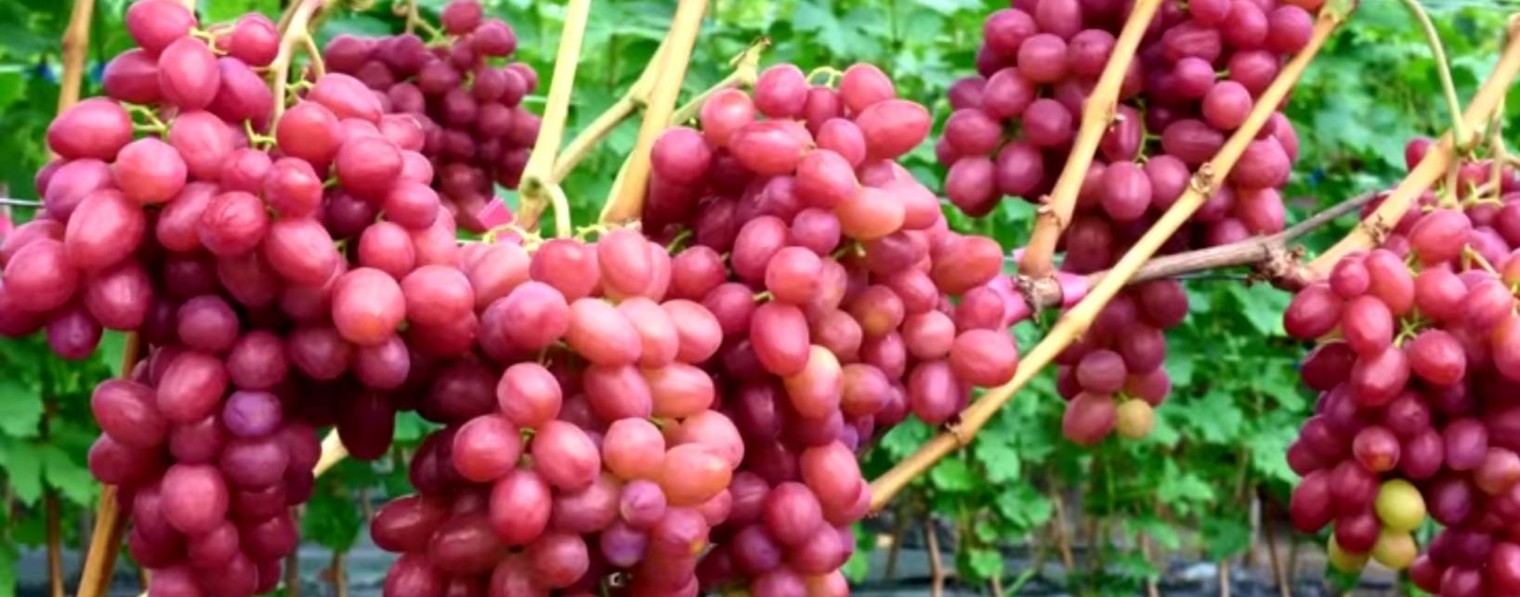 ВИКТОР МАЗАЕВ.