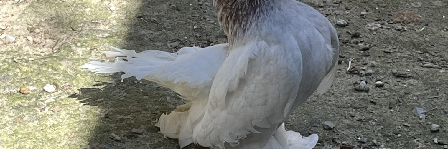 Ростовские статные голуби. Александра Кирьянова.