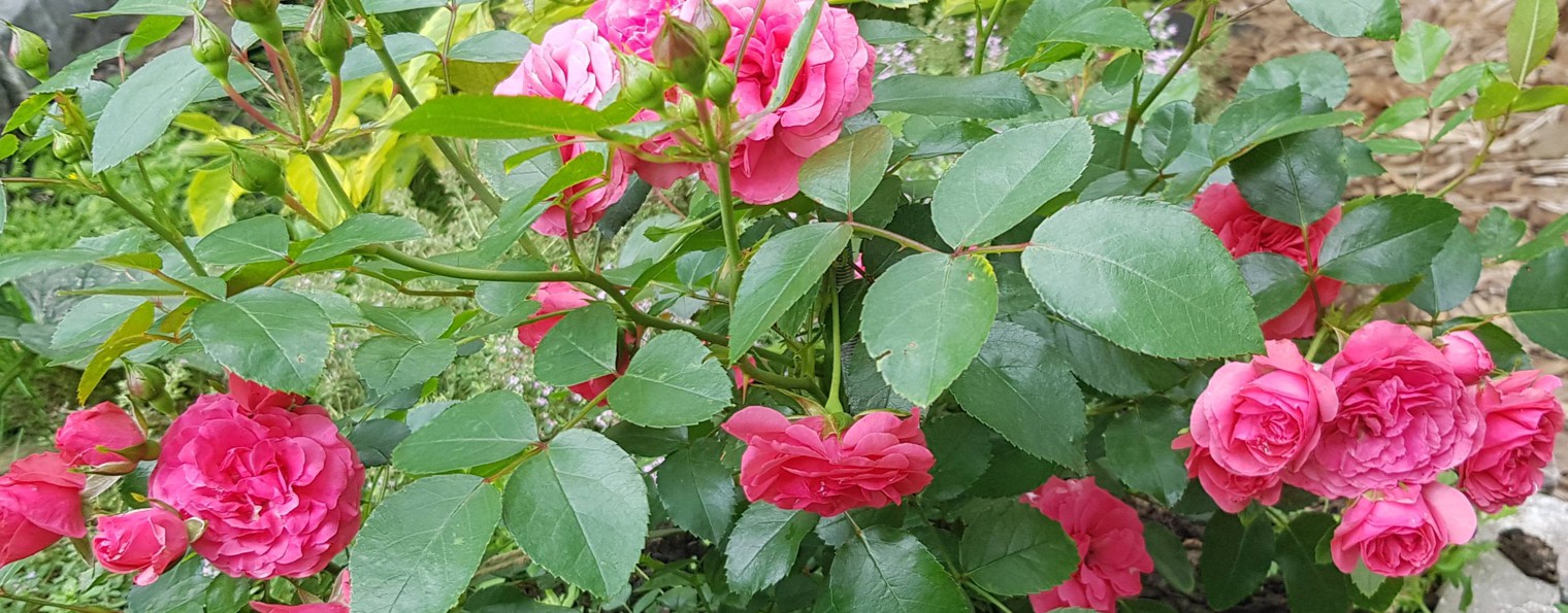 Ленивая дачница Красноярск🌸