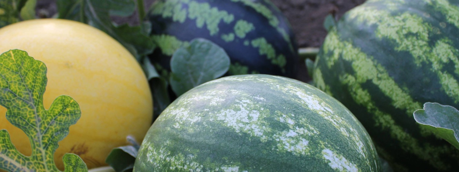 Александр Вкусрай. Нижний Новгород